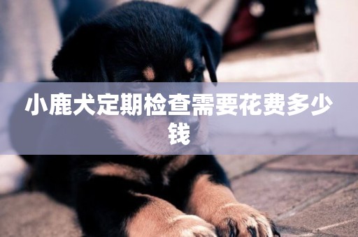 小鹿犬定期检查需要花费多少钱